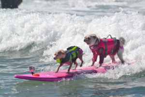 Two Dogs on a surfboard surfing tandem