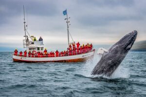 Whale watching boat tour
