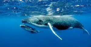 Baby whale in ocean