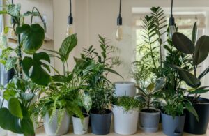 A variety of house plants to enhance a beach vacation home feeling