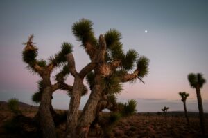Desert night tree