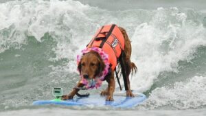 dog surfing