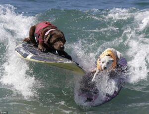 dogs surfing