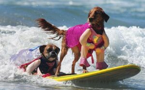 dogs surfing